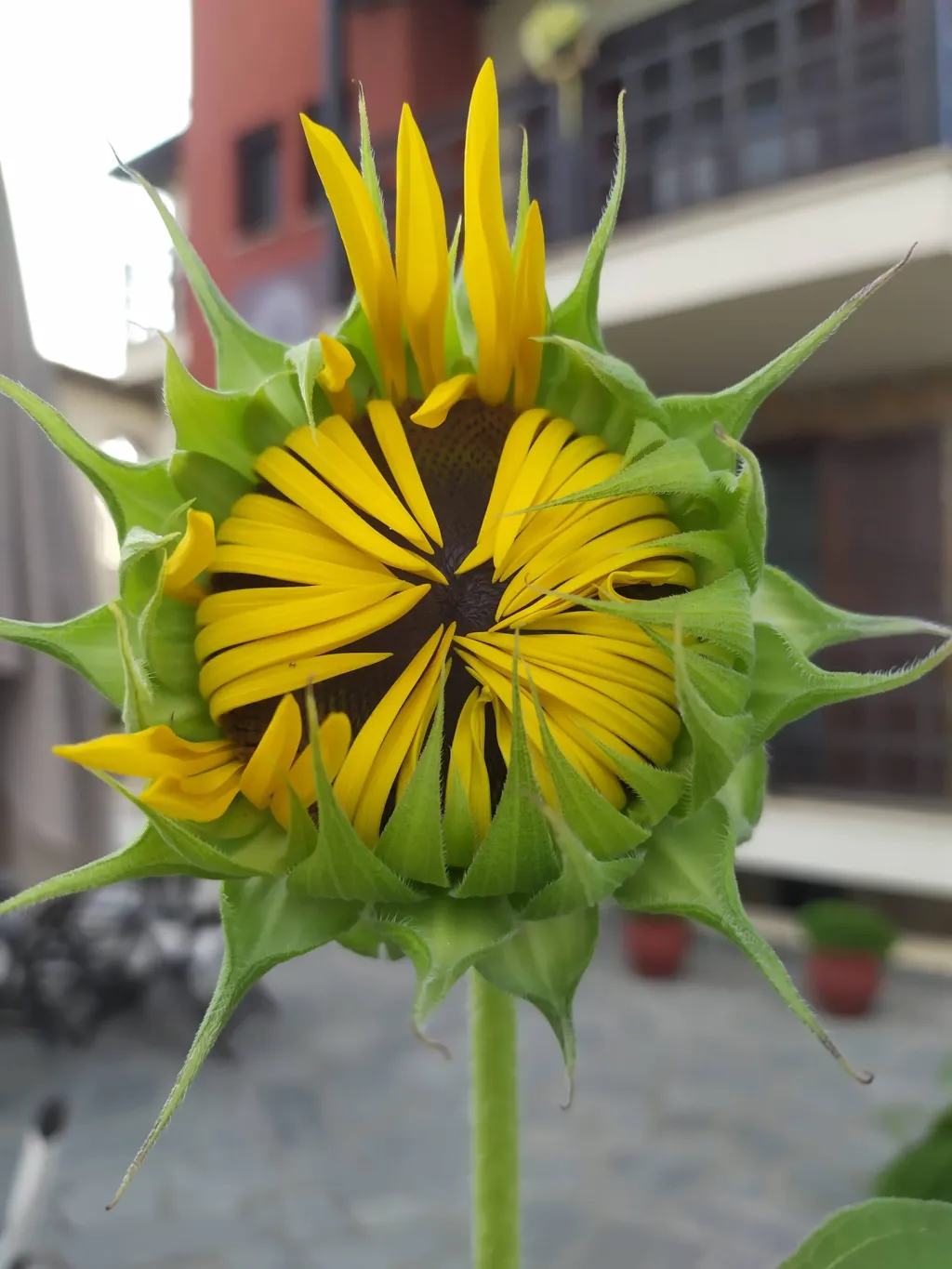 Helianthus Guesthouse, Amuliani, Grčka — fotografija 10