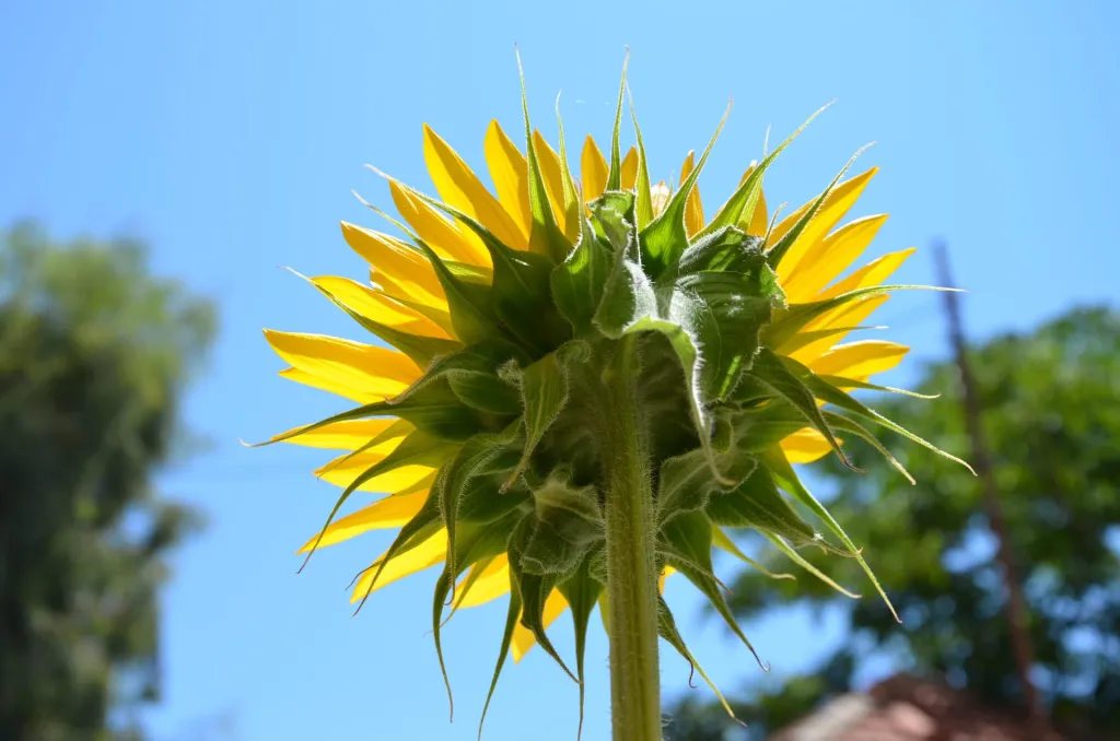 Helianthus Guesthouse, Amuliani, Grčka — fotografija 24
