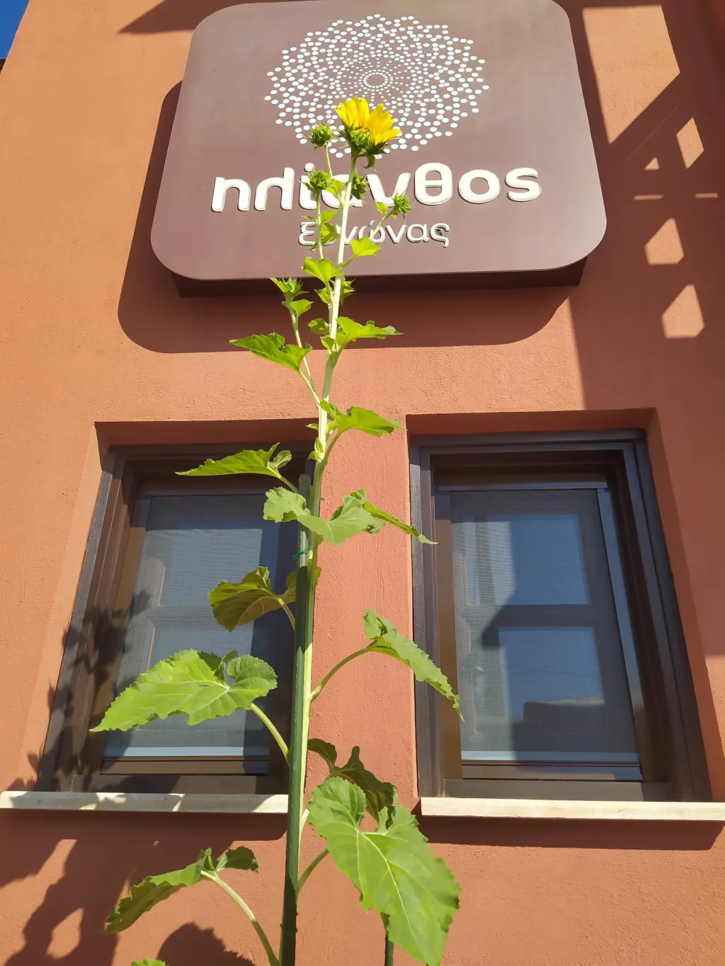 Helianthus Guesthouse, Amuliani, Grčka — fotografija 26