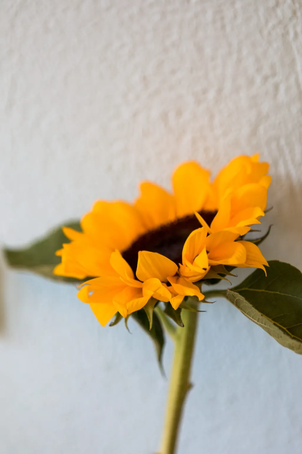 Helianthus Guesthouse, Amuliani, Grčka — fotografija 40
