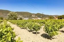Grapevines Hotel Zakynthos, Alikanas (Alykanas), Grčka — fotografija 8