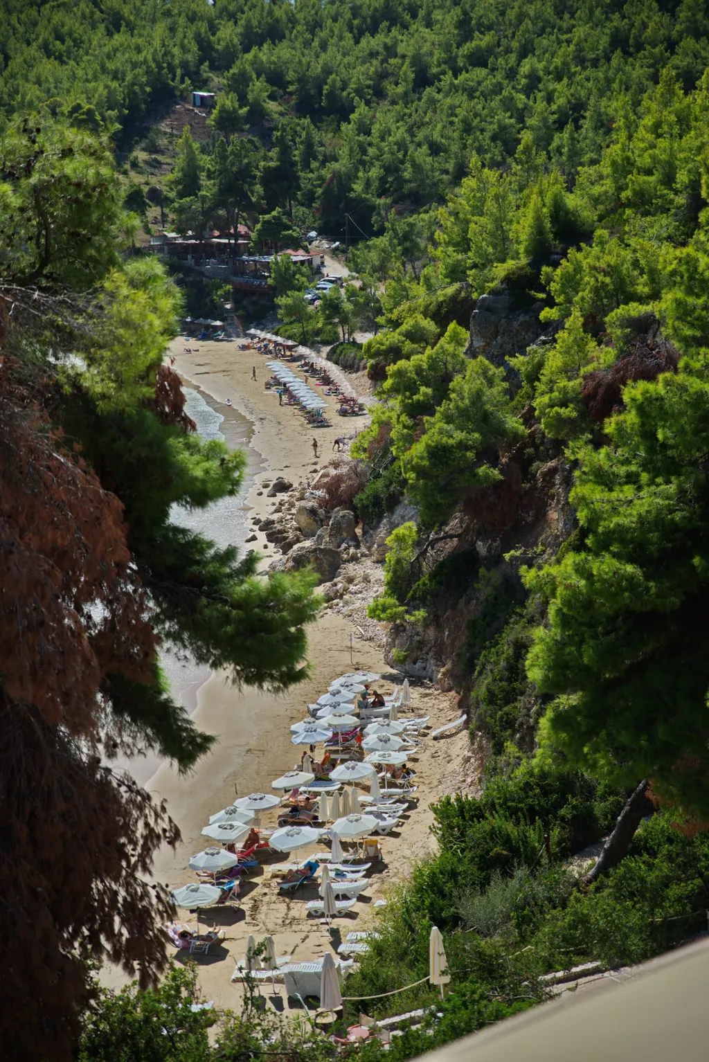 Alonissos Beach Bungalows & Suites Hotel, Milia, Grčka — fotografija 6