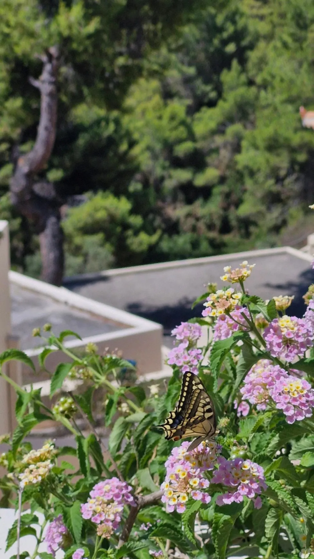 Alonissos Beach Bungalows & Suites Hotel, Milia, Grčka — fotografija 21