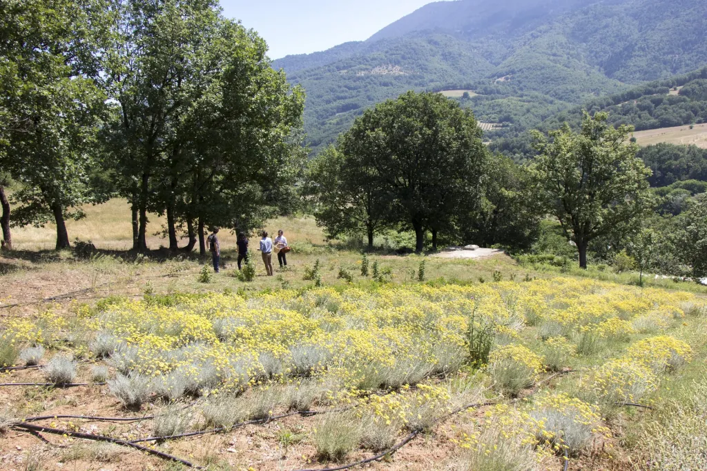 Ktima Bellou, Agios Dimitrios, Grčka — fotografija 17