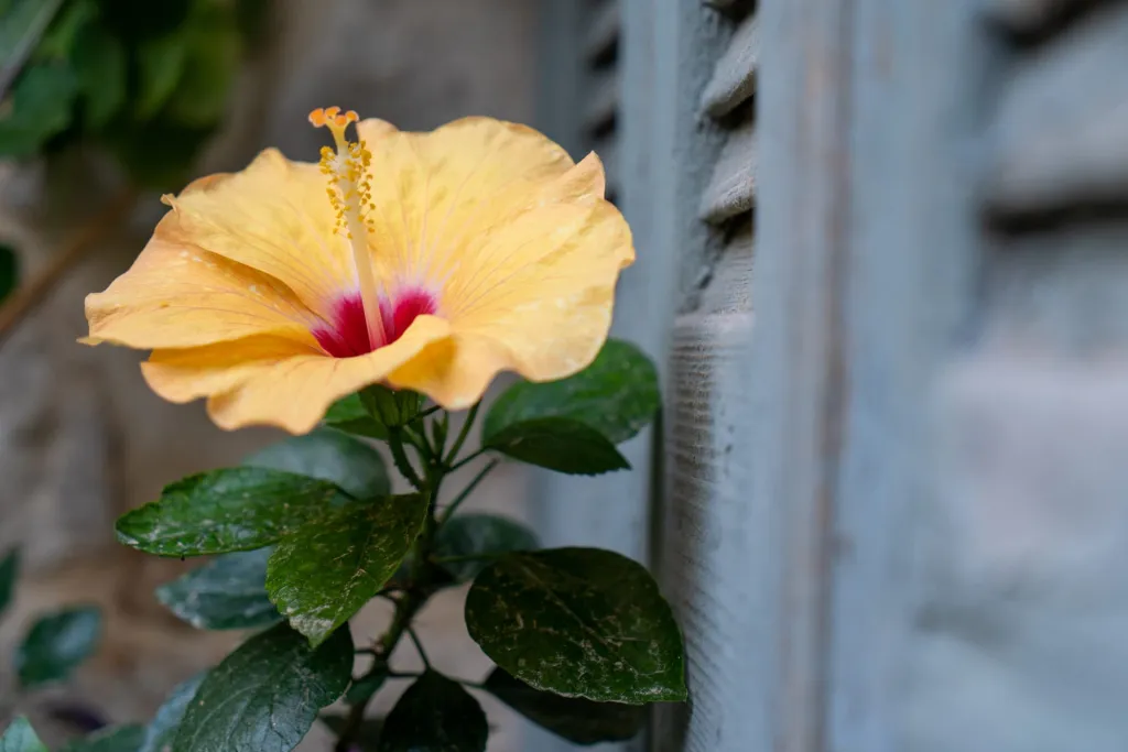 Lemon Garden Residence, Iraklion, Grčka — fotografija 58
