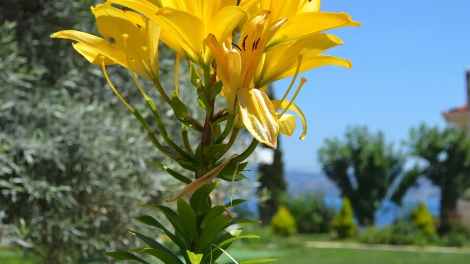 Vergina Star Lefkada, Grčka — fotografija 502