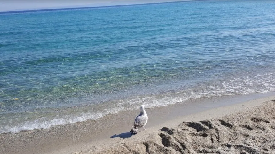 Al Mare, Polihrono, Grčka — fotografija 12