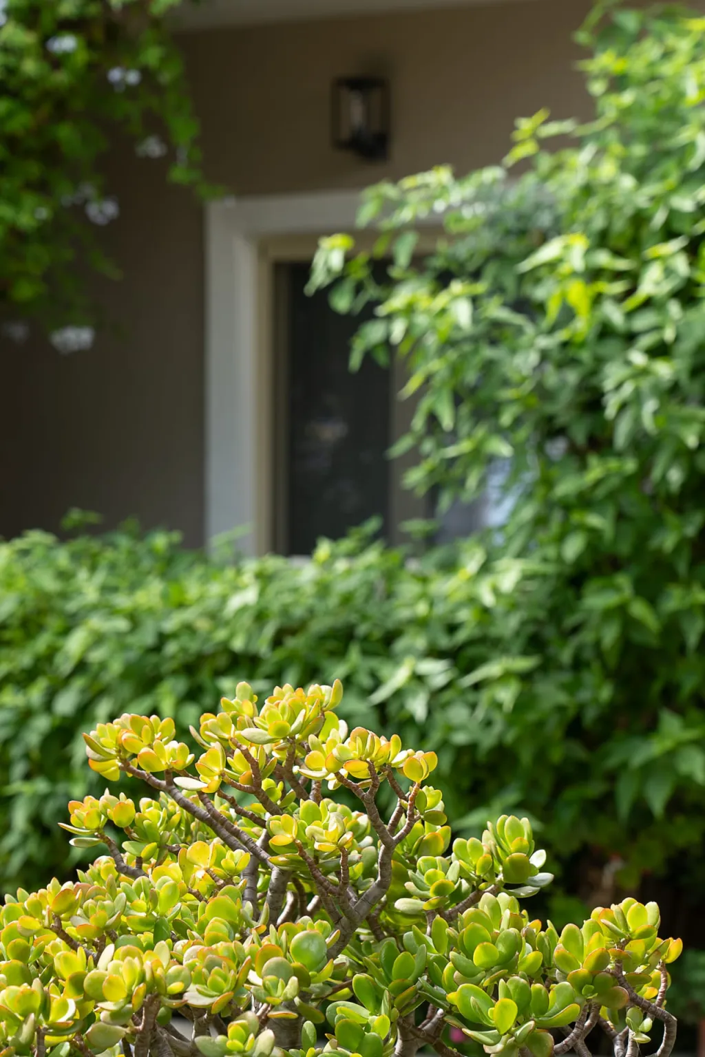 Lemonia Accommodations, Porto Kukla, Grčka — fotografija 9